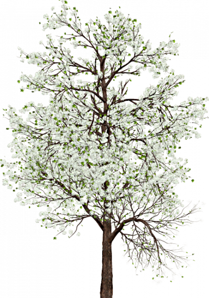 Hen_et_mavka_paques_2024_arbre_blanc