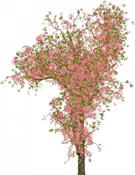 Hen_et_mavka_paques_2024_arbre_rose