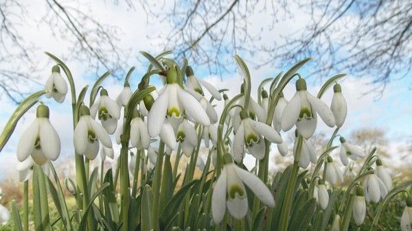 randonnée a bouzillé(49) les premiéres fleurs de l'année